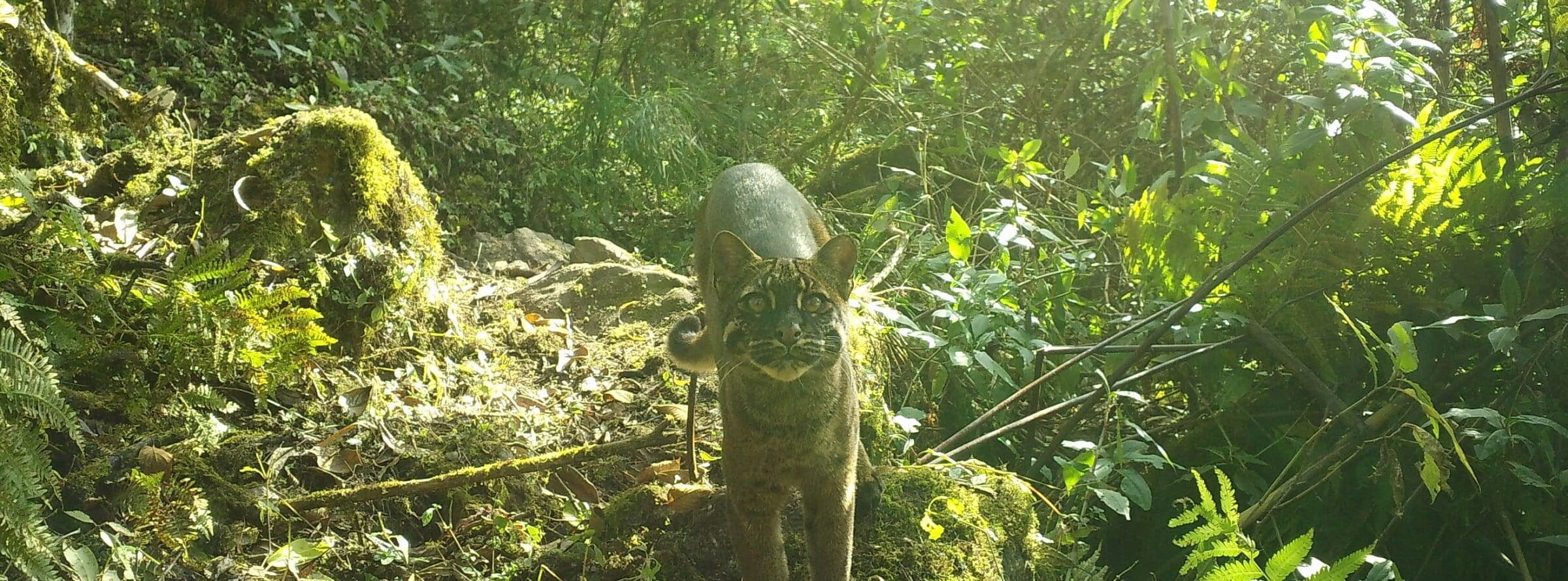 Asian golden cat caught on camera in Nepal.