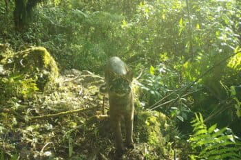 Asian golden cat caught on camera in Nepal.
