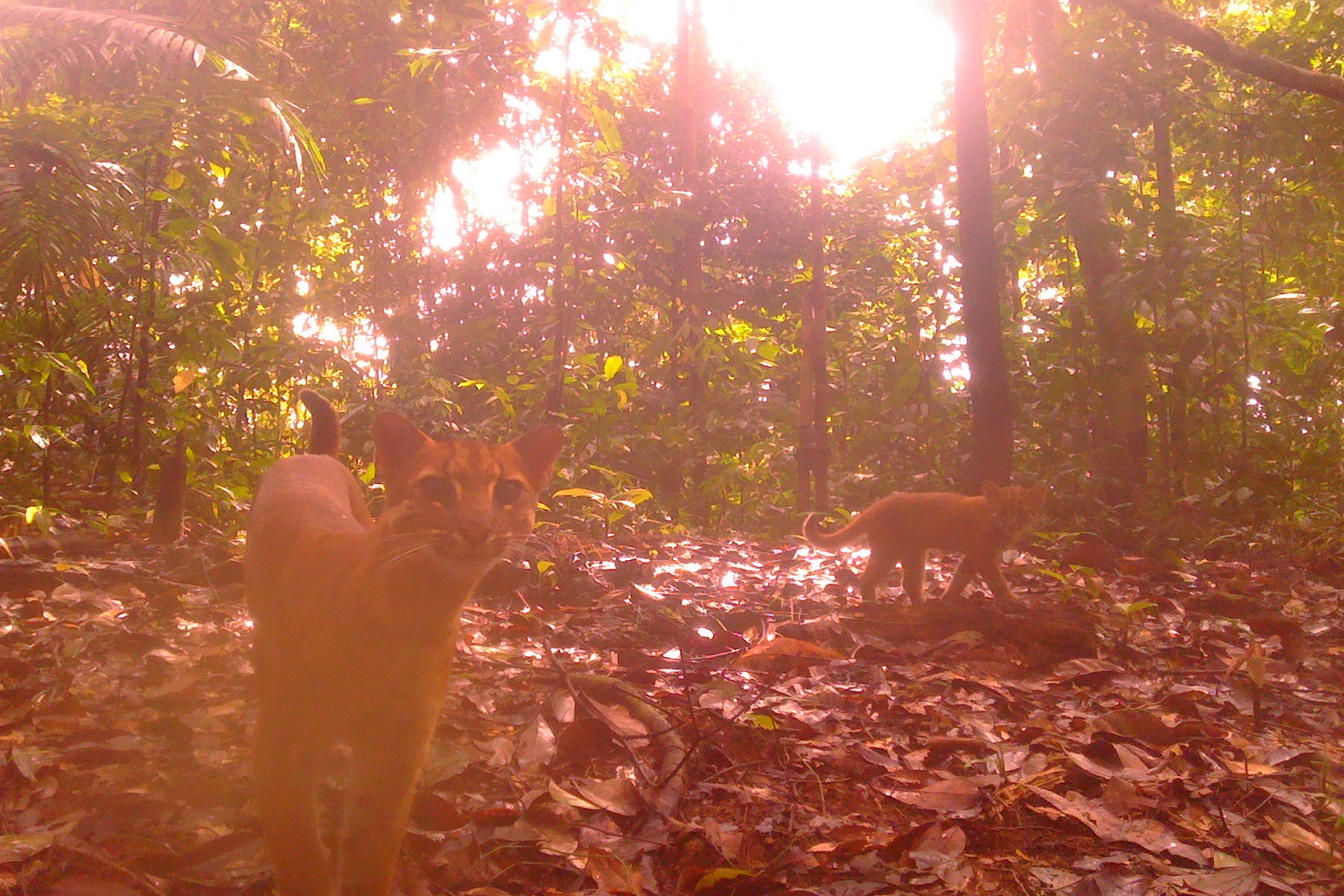 An Asian golden cat and its kitten.