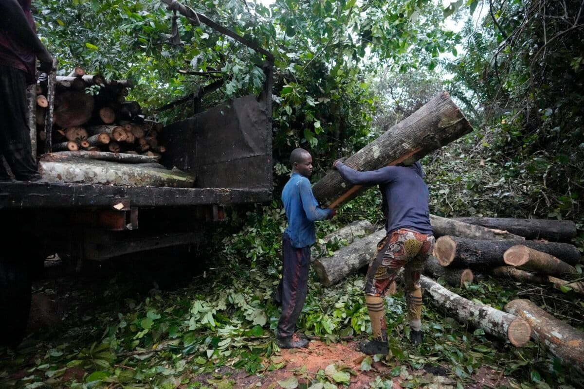 Study finds deforestation fuels West Africa’s water crisis