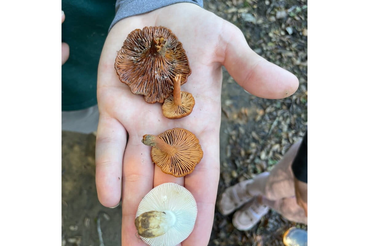 Fungi collected in the field. Photo courtesy of Trevor Husted and Alisa Futritski