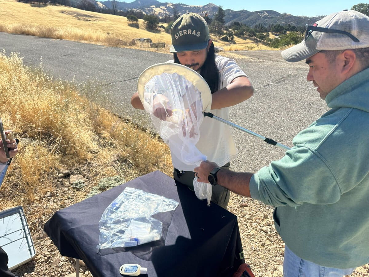 California Nature Art Museum (CNAM) insect collection near Tunnel Ranch, California. Photo courtesy of Adventure Scientists
