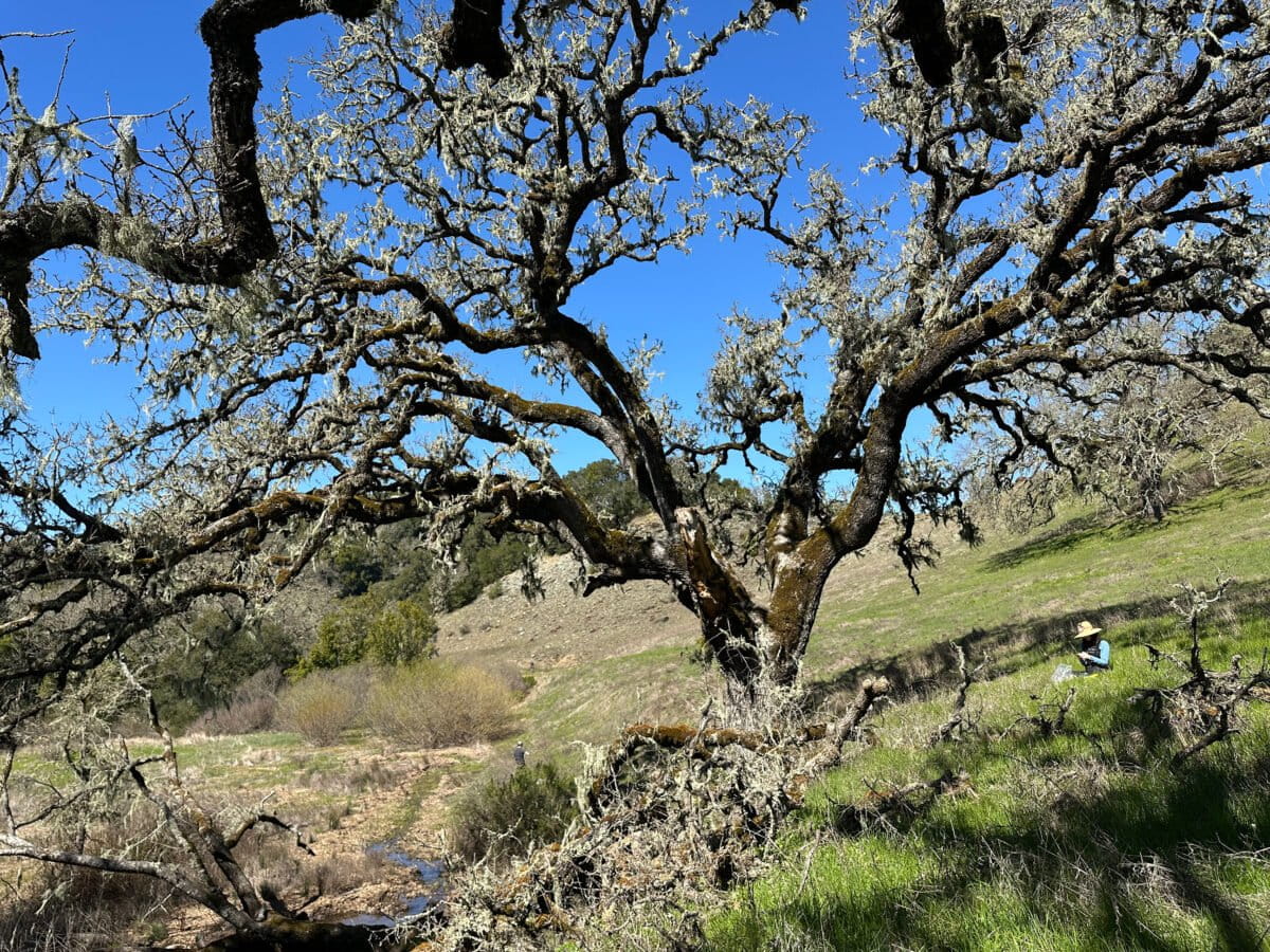 San Luis Obispo field day. Photo courtesy of Trevor Husted and Alisa Futritski