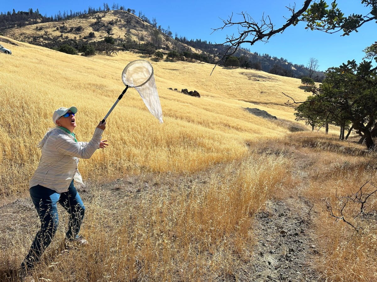 California Nature Art Museum (CNAM) insect collection near Tunnel Ranch, California. Photo courtesy of Adventure Scientists.