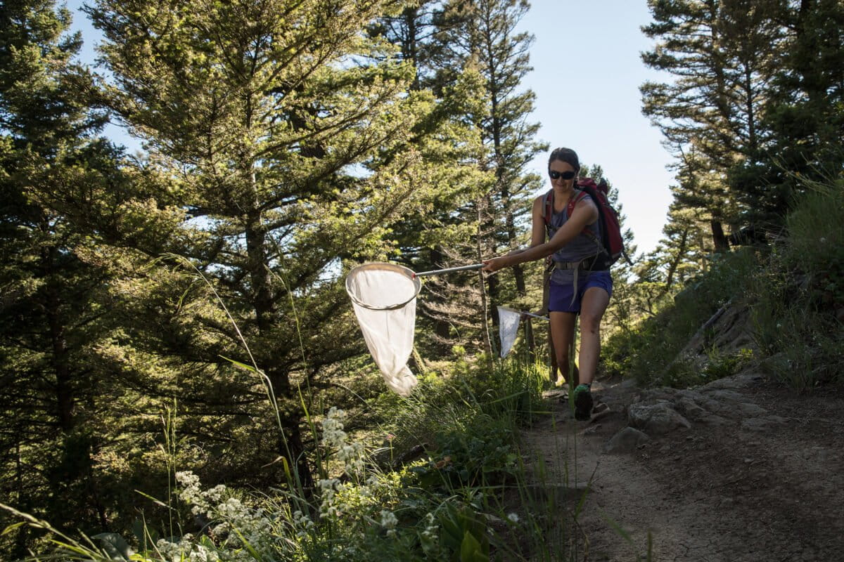 Insect collecting in California. Photo by Louise Johns
