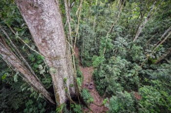 People in the Amazon rainforest understory. Photo by Rhett Ayers Butler