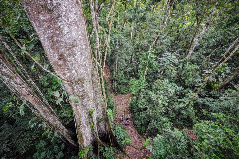 People in the Amazon rainforest understory. Photo by Rhett Ayers Butler