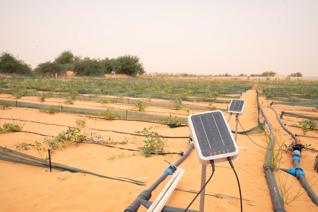 Solar panels used to produce electricity to operate the irrigation system of a farm in Mauritania. Image © FAO/Giulio Napolitano.