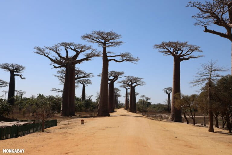 Baobab Alley in Madagascar. Photo by Rhett Butler.