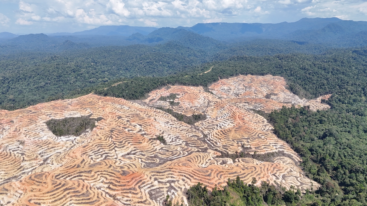 Cautious win for Indigenous groups in Malaysia as palm oil firm pauses forest clearing – Mongabay