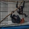 Rescued gibbons in Sumatra