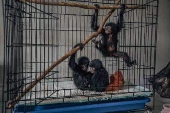 Rescued gibbons in Sumatra