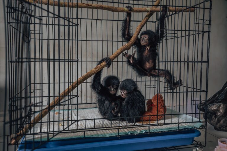 Rescued gibbons in Sumatra