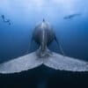 Humpback whale tail, Reunion Island. Image courtesy of François Baelen/Ocean Image Bank.
