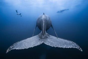 Humpback whale tail, Reunion Island. Image courtesy of François Baelen/Ocean Image Bank.