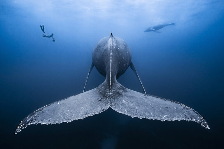 Humpback whale tail, Reunion Island. Image courtesy of François Baelen/Ocean Image Bank.
