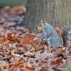 A squirrel in Central Park.