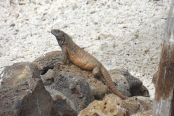 Spiny-tailed Iguana from Clarion Island. Image courtesy of D.G. Mulcahy.