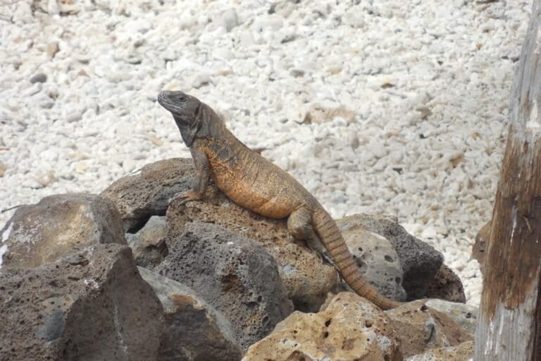 Spiny-tailed Iguana from Clarion Island. Image courtesy of D.G. Mulcahy.
