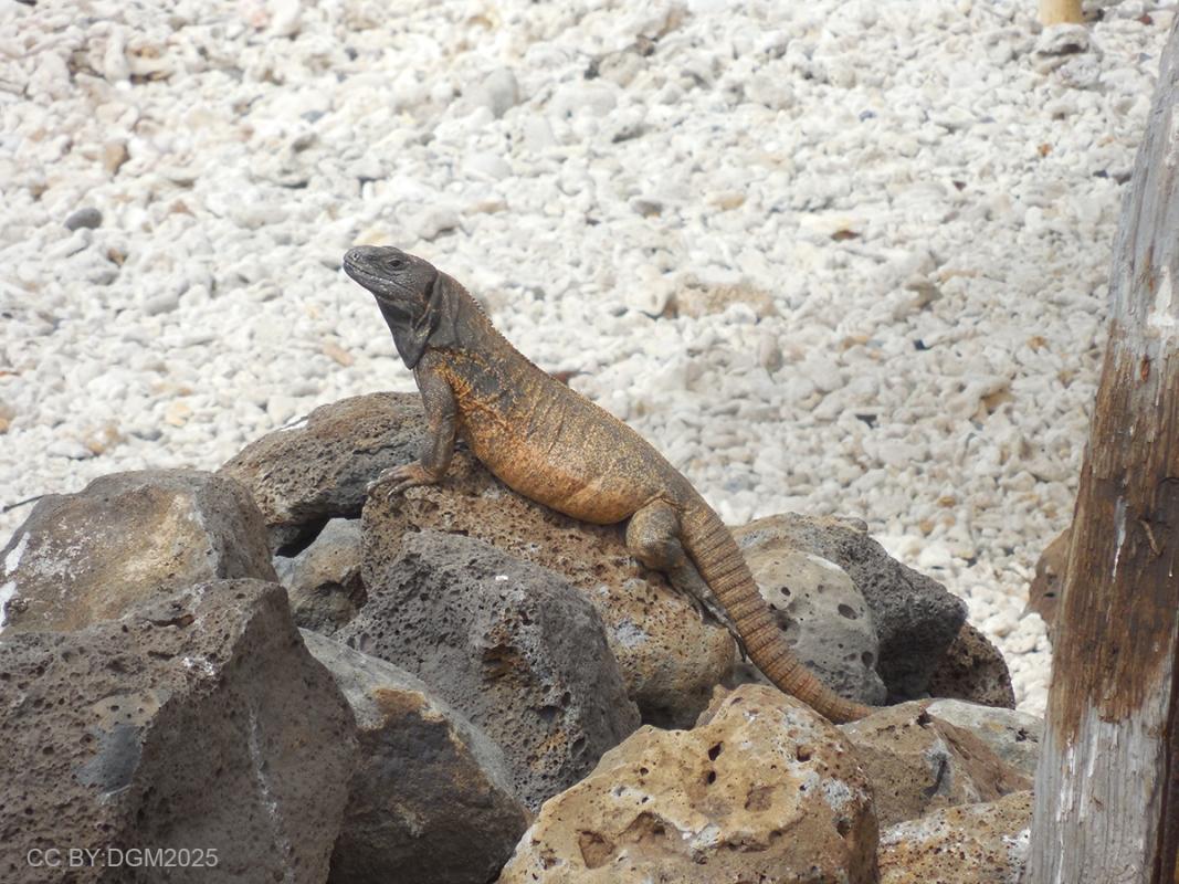 Iguanas on Mexico’s Clarion Island likely native, not…