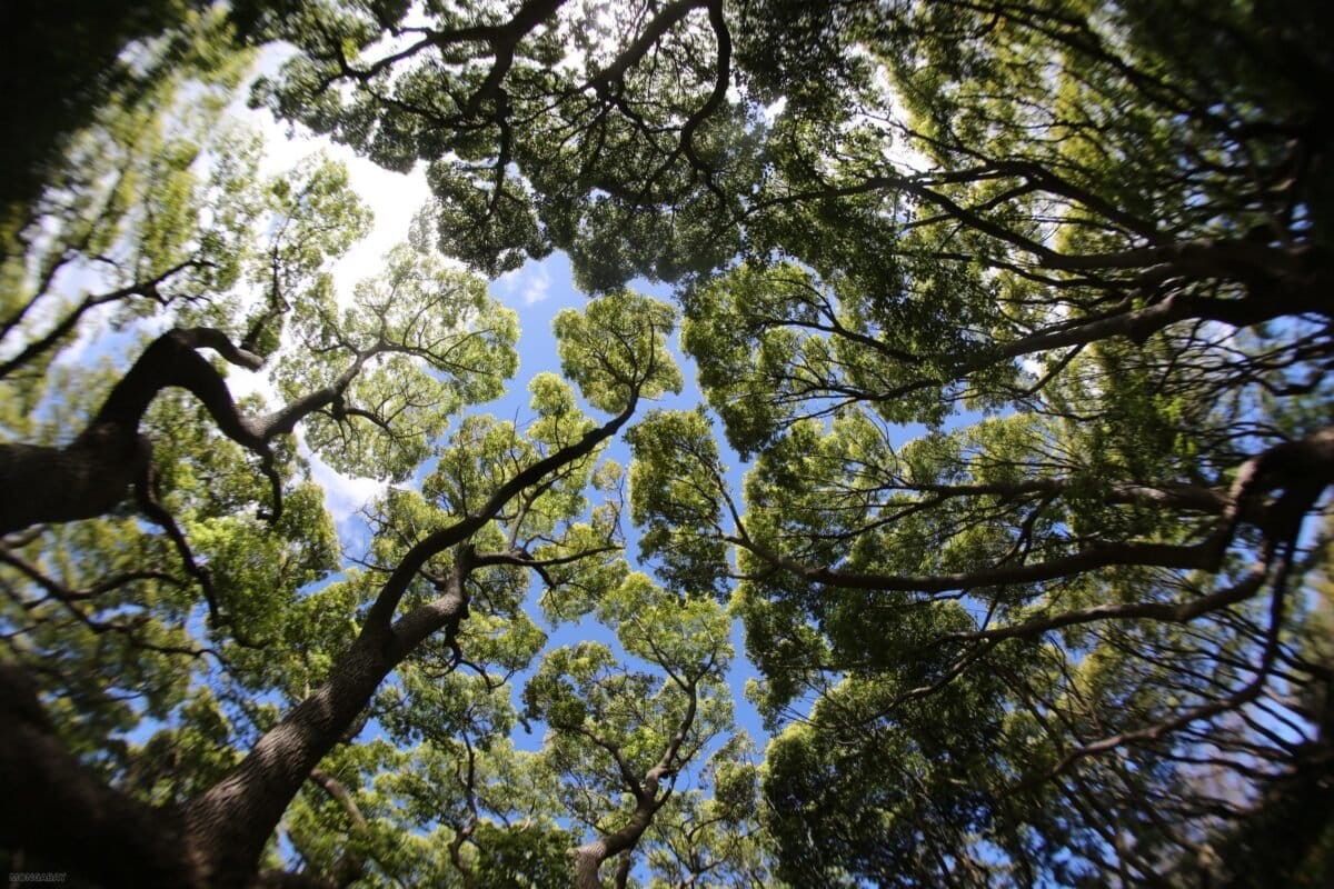 ‘Africa can become a green leader’: Interview with Mohamed Adow of Power Shift Africa