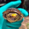 A male Vallarta mud turtle, one of the 40 seized as part of the operation, cared for at the Guadalajara Zoo.