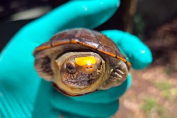 A male Vallarta mud turtle, one of the 40 seized as part of the operation, cared for at the Guadalajara Zoo.