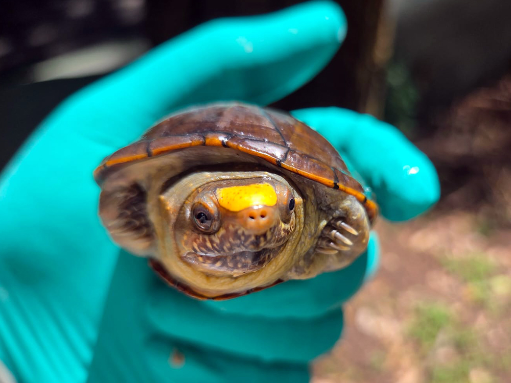 Massive turtle bust in Mexico reveals ‘Wild West’ of wildlife trafficking