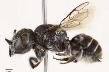 Female Megachile lucifer. Image by Prendergast et al., 2025 (CC0).