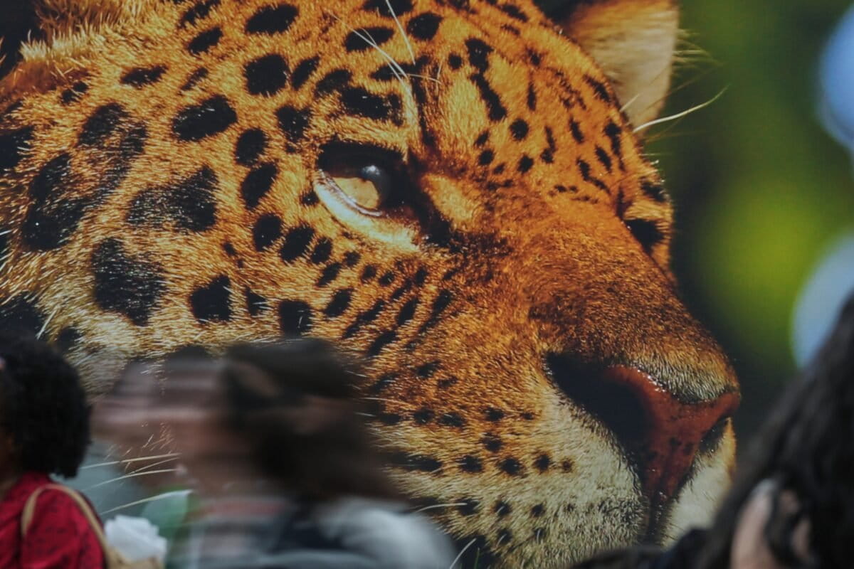 Mongabay Fellows share their ‘Letters to the Future’