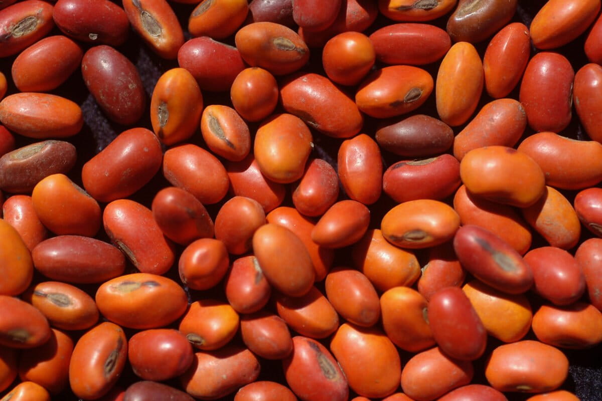 As fires flare in Brazil’s Cerrado, heat-resistant seeds offer restoration lifeline