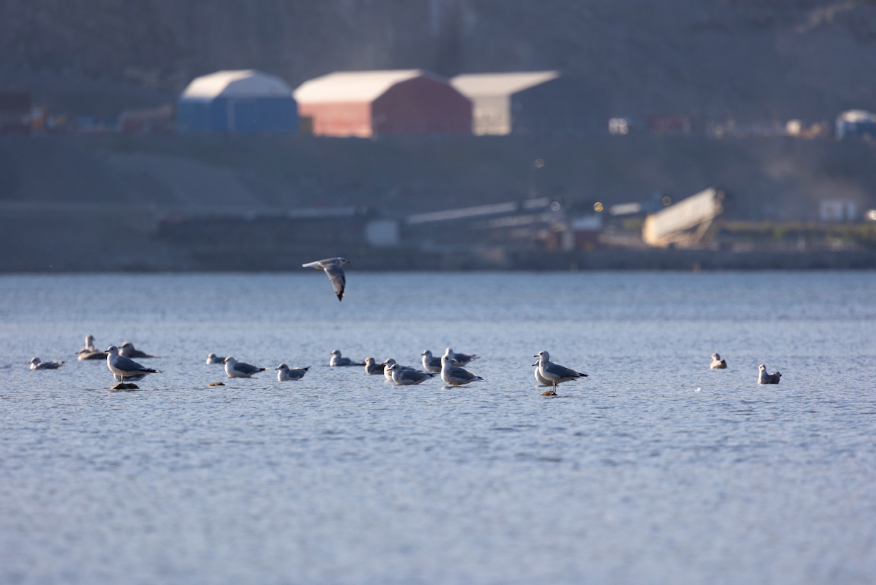 Common gulls (Larus canus) on the Norwegian red list for species (VU) rest by the Repparfjord in front of the Nussir mine, not far from the mining waste site. Photo by: Lone Bjørkmann.