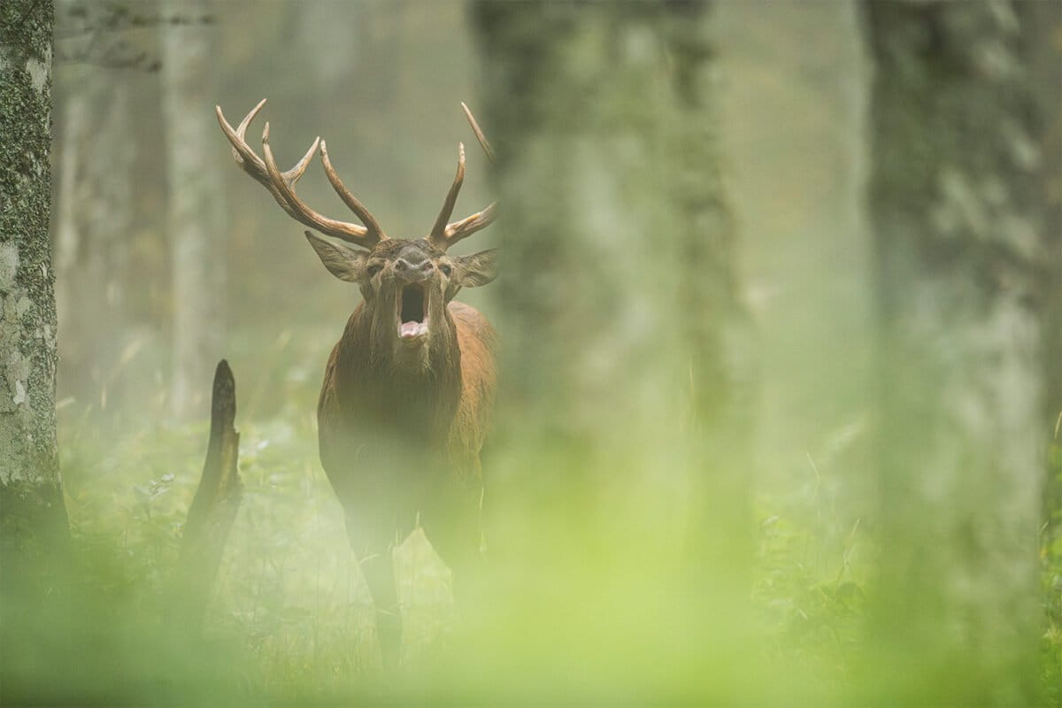 ©️LucaMelcarne-Deer