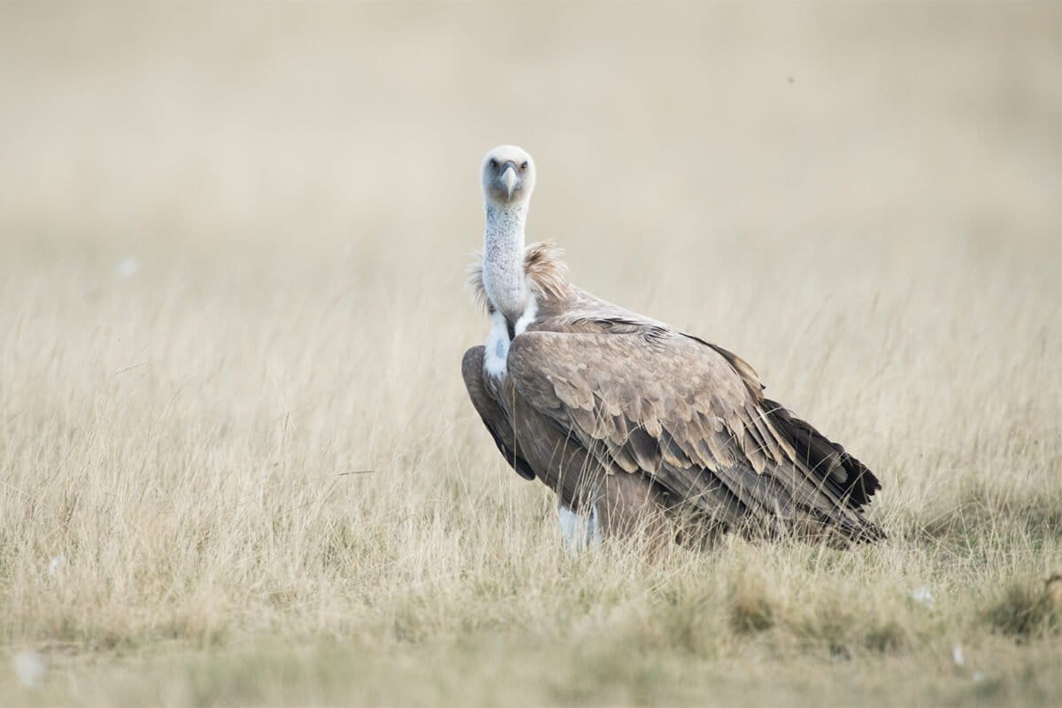 ©️LucaMelcarne-Griffon-vulture