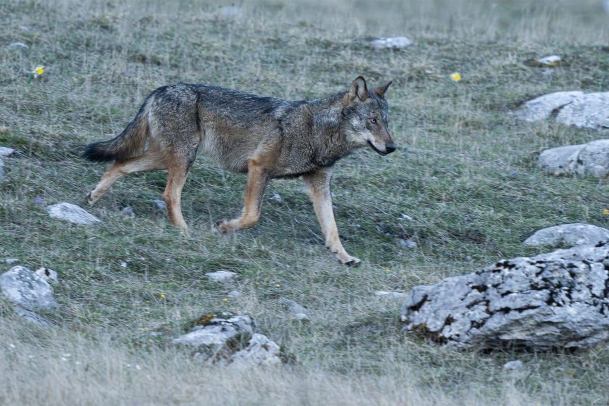 ©️LucaMelcarne-Wolf-1