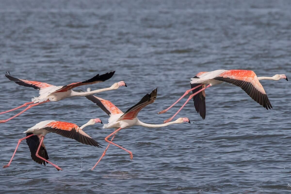 Greater flamingos (Phoenicopterus roseus), photographed in Tunisia, a species that also lives in Miani Hor Lagoon. Image by Charles J. Sharp via Wikimedia Commons (CC BY-SA 4.0).
