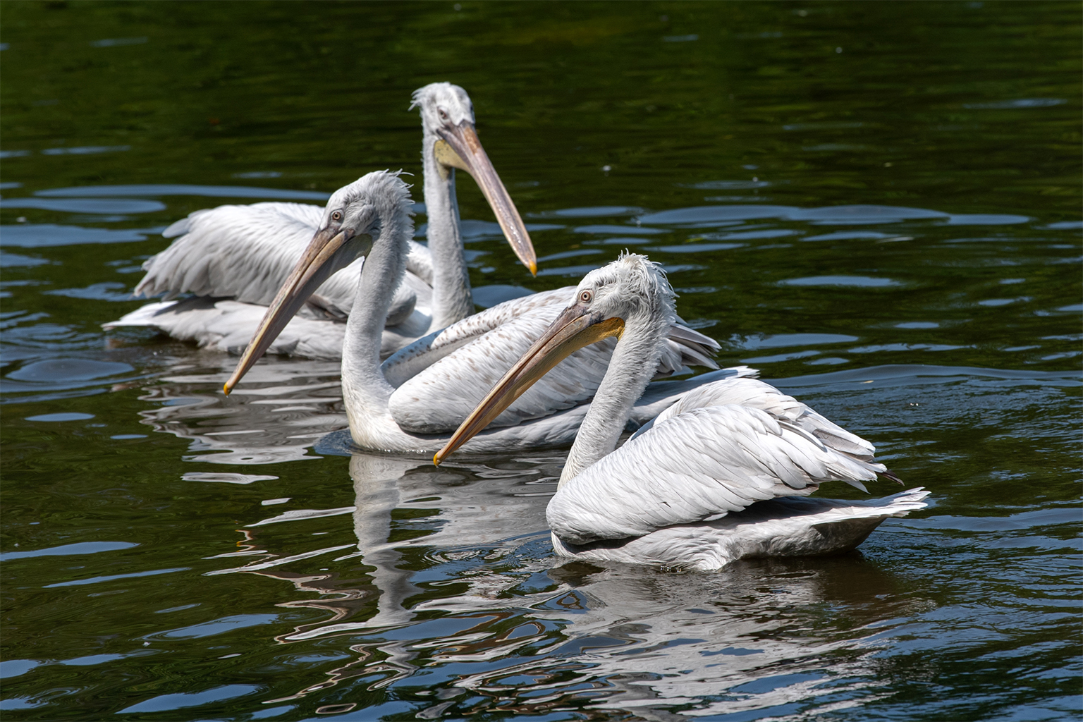 Pakistan declares its third marine protected area, but has a long way to go – Mongabay