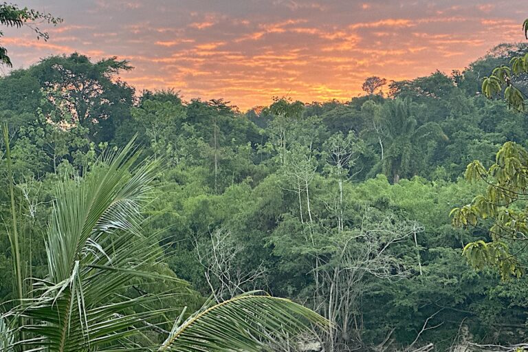 Tropical forest and river in Suriname. Image courtesy of Mark J. Plotkin.