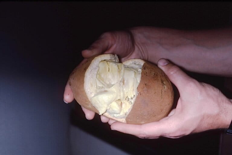 Cupuaçu. Image courtesy of Mark J. Plotkin.