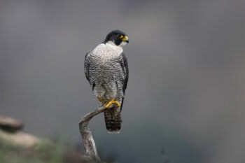 Adult male Peregrine (F. p. brookei) in Northern Spain.