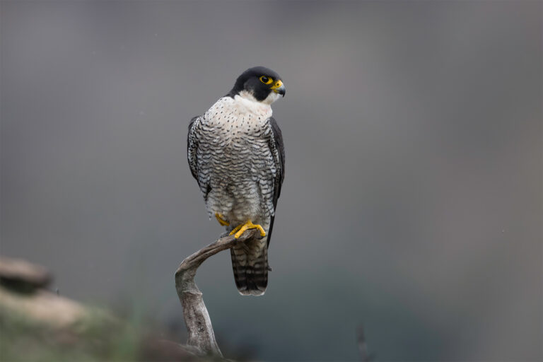 Adult male Peregrine (F. p. brookei) in Northern Spain.