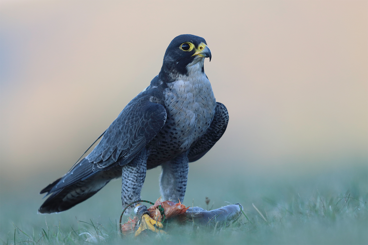 A mixed peregrine falcon (Falco peregrinus peregrinus x cassini) bred in captivity for falconry.