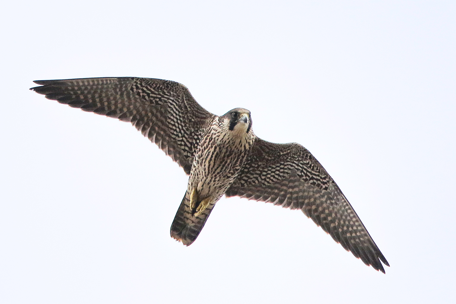 Immature birds, like this female (F.p. peregrinus) in Sweden, are rarely able to gain a territory in the wild because a surplus of adults are usually ready to fill any vacancies.
