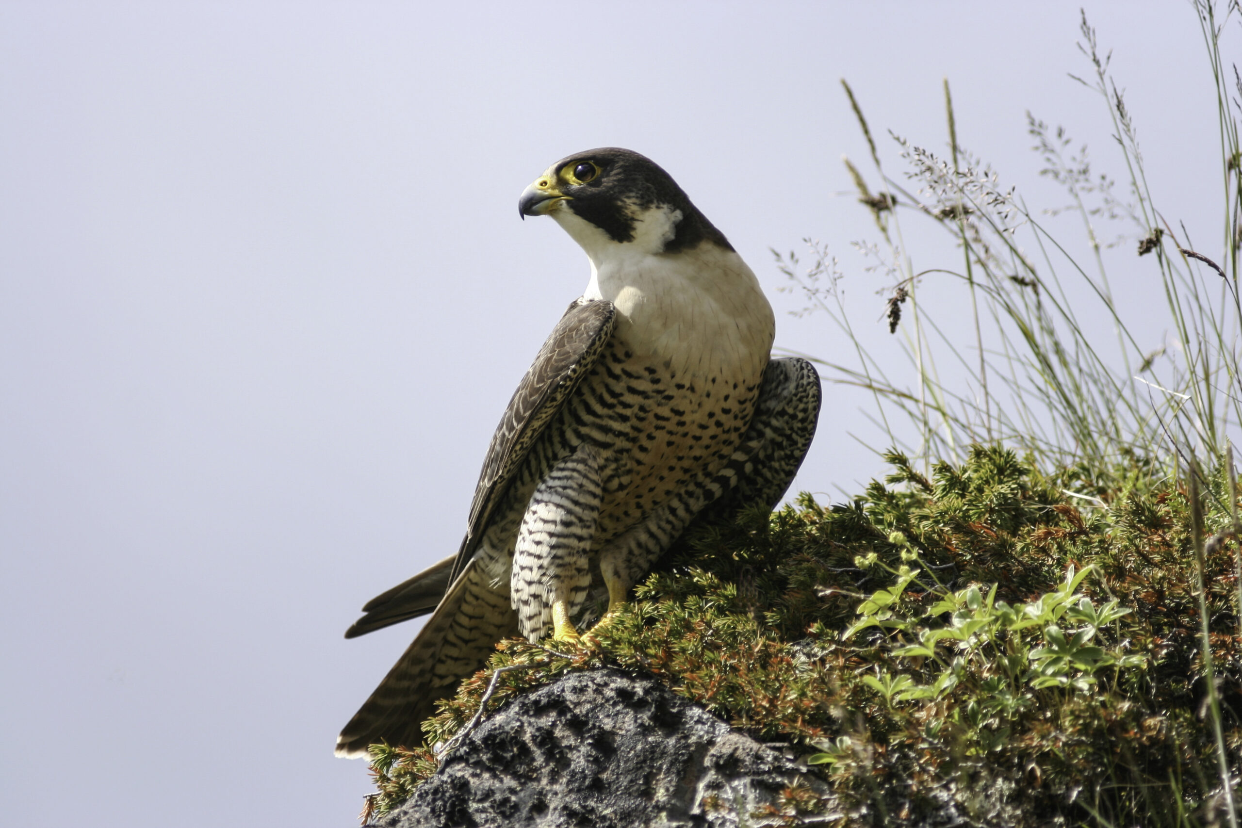 Peregrine falcons breed in open landscapes and nest on cliffs.