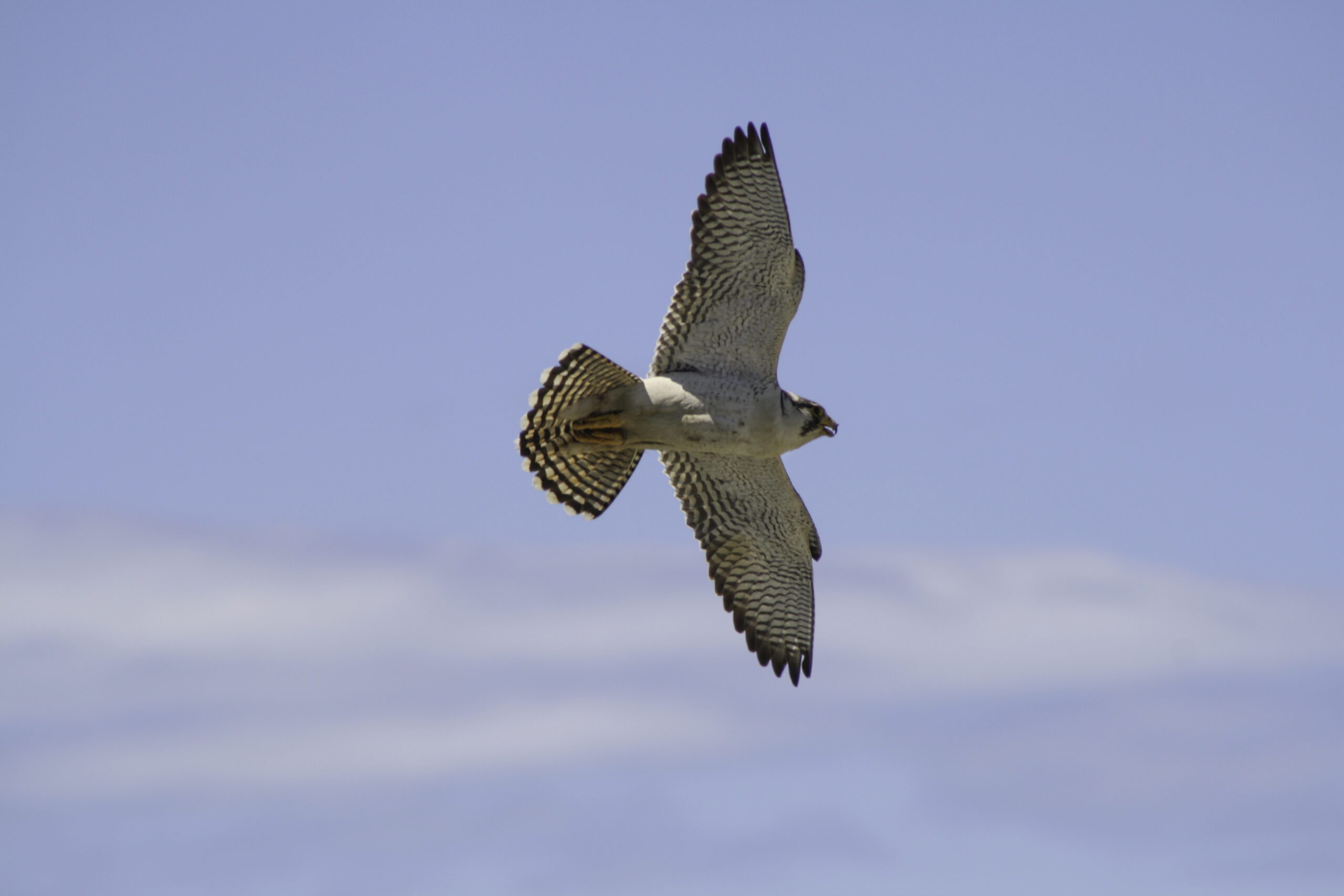 The “pallid“ morph of the South American Peregrine subspecies (Falco peregrinus cassini) is in high demand on the market.