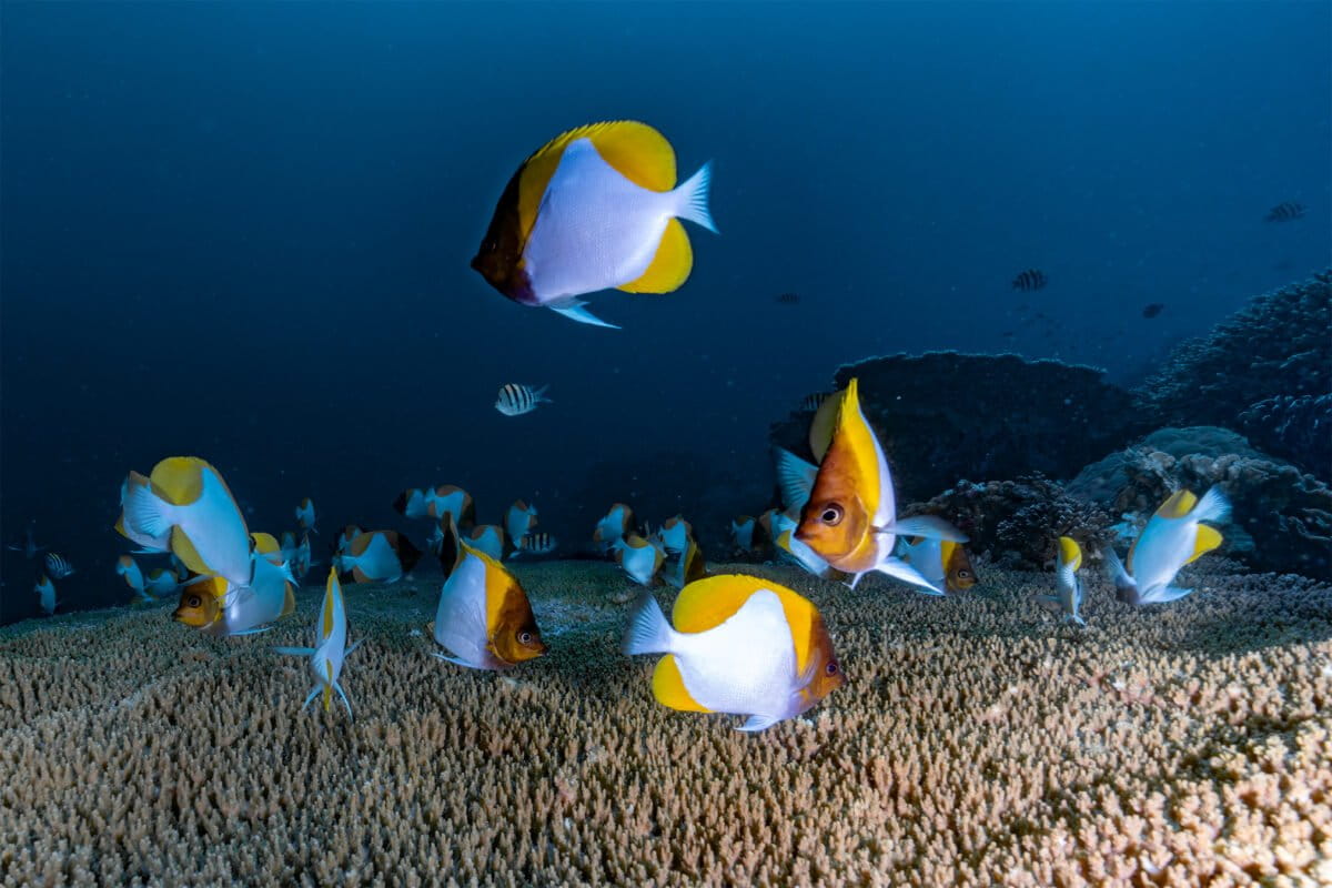 Trade in marine fish for aquariums includes threatened…