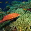 A coral grouper in a Mozambique coral reef.