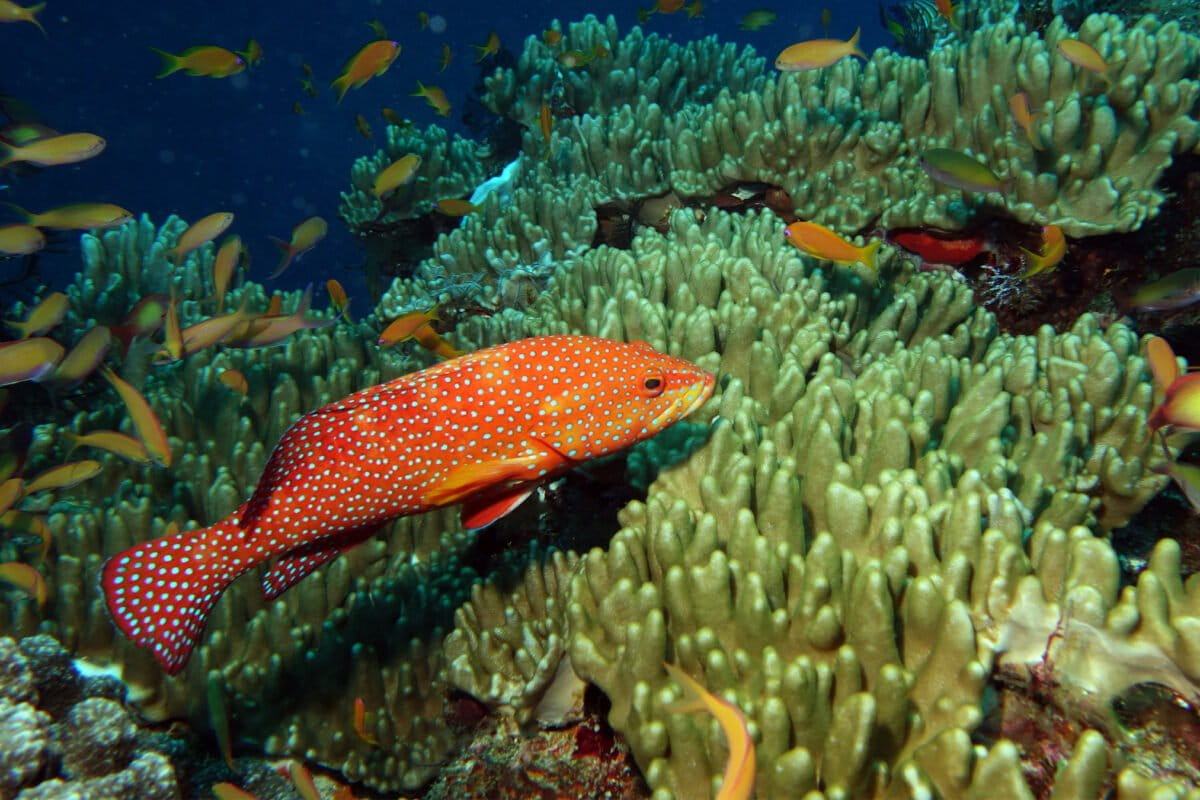 Construction of TotalEnergies pipeline cuts through coral reefs in Mozambique