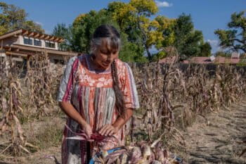 Roxanne Swentzell harvesting drought-resistant corn on her garden plot in the Santa Clara Pueblo of New Mexico. Image courtesy of Roxanne Swentzell.