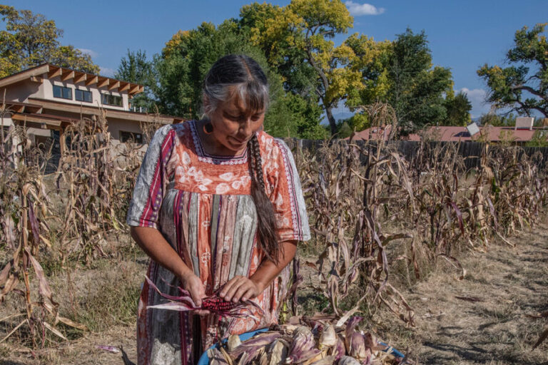 Roxanne Swentzell harvesting drought-resistant corn on her garden plot in the Santa Clara Pueblo of New Mexico. Image courtesy of Roxanne Swentzell.